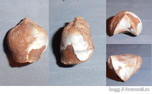 брахиоподы, баррем, нижний баррем, Верхоречье, Rhynchonellida, Lacunosella, Lacunosella moutaniana, Lacunosella moutoniana