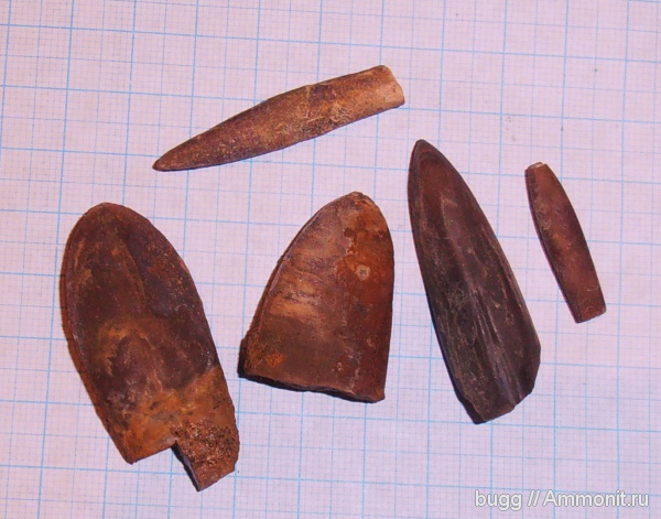 белемниты, мел, баррем, нижний баррем, Duvalia, Cretaceous, belemnites, Duvaliа