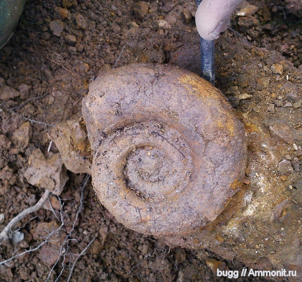 аммониты, Крым, баррем, Biasaloceras, нижний баррем