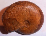 аммонит,Euphylloceras