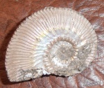 kosmoceras