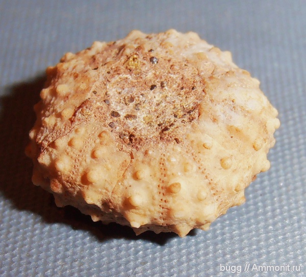 морские ежи, баррем, нижний баррем, Phymosoma, Верхоречье, Phymosoma loryi