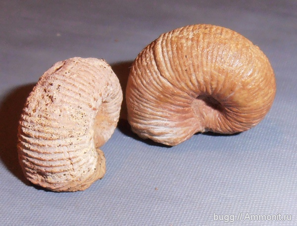 аммониты, баррем, нижний баррем, Ammonites, Верхоречье, astieridiscus, Barremian, Astieridiscus morleti