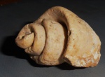 strombus sp.