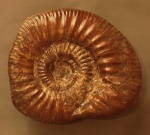 Choffatia