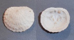 Isocrania posselti