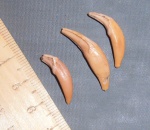 Клыки.