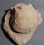 Ostrea