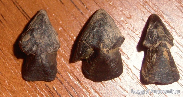 юра, ринхолиты, Hadrocheilus, Байдарская долина, Jurassic