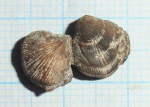 terebratulina yailensis kajnautensis