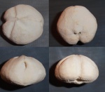 Linthia sp