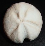 Linthia sp