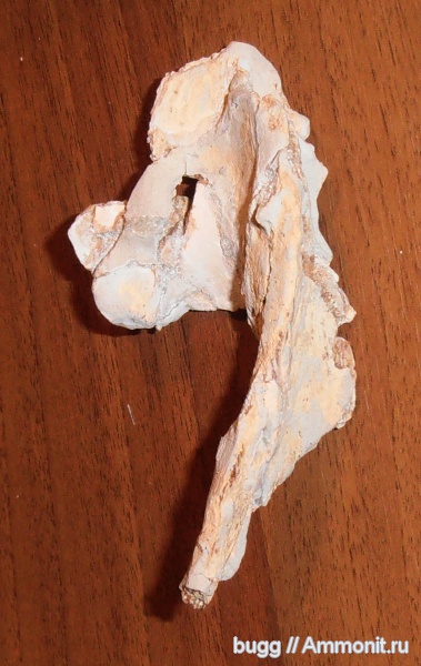 мел, мозазавры, Инкерман, Prognathodon, Cretaceous