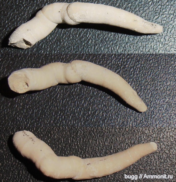 мел, древоточцы, Teredo, Инкерман, Cretaceous