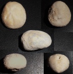 морской еж
