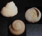 Trochus с Фиолента 1