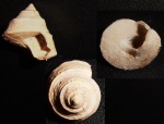 Trochus с Фиолента 2