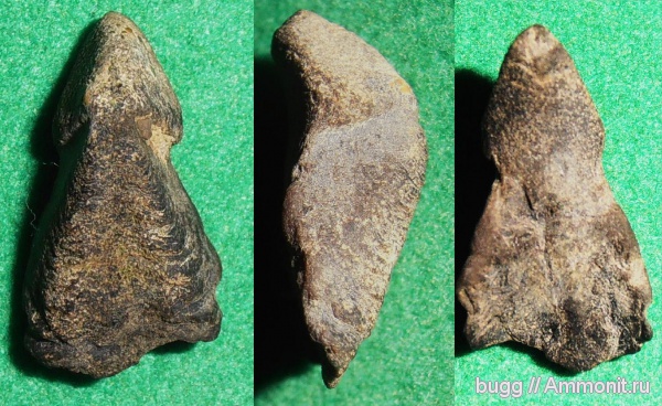 юра, ринхолиты, титон, Hadrocheilus, Байдарская долина, Hadrocheilus ratus, Tithonian, Jurassic