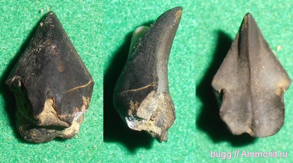 юра, ринхолиты, титон, Akidocheilus, Байдарская долина, Tithonian, Jurassic