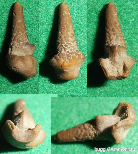 морские лилии, юра, титон, Байдарская долина, Cyrtocrinida, Hemicrinus, Tithonian, Jurassic