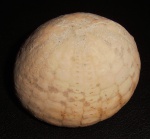 Морской еж