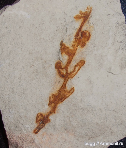 мел, Cretaceous