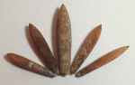 Neohibolites