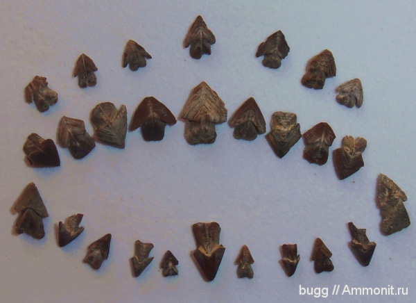 мел, апт, ринхолиты, Верхоречье, Hadrocheilus, Akidocheilus, Aptian, Cretaceous, Akidocheilus (Planecapula), Akidocheilus (Planecapula) infirus