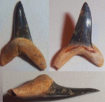 Macrorhizodus