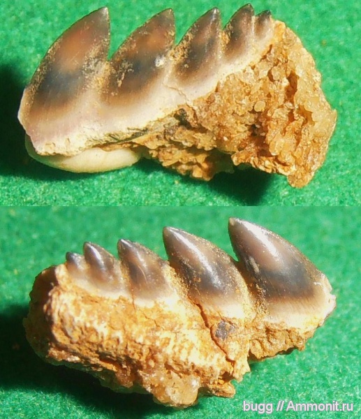 зубы акул, Notorhynchus, Hexanchiformes, Белогорск, Белая Скала, shark teeth