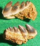 Notorhynchus