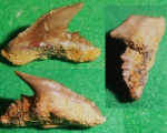 Carcharhiniformes