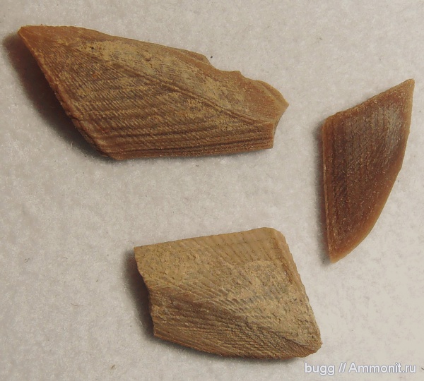 мел, апт, Cirripedia, Верхоречье, усоногие раки, Aptian, Cretaceous