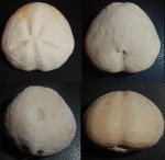 Micraster