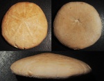 Морской еж