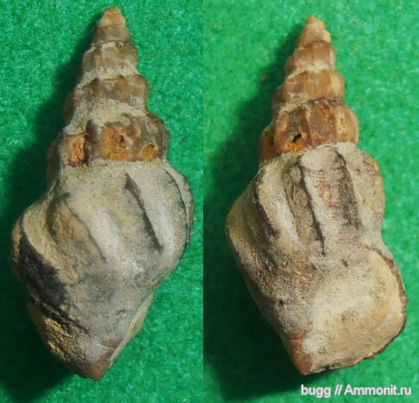 юра, брюхоногие моллюски, титон, Байдарская долина, Tithonian, Jurassic