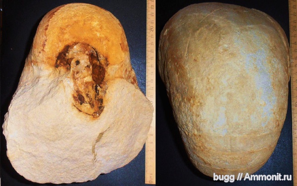 мел, маастрихт, Белогорск, Maastrichtian, Cretaceous