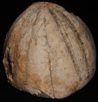 Conoclypus conoideus