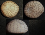 Echinocorys  tenuituberculata