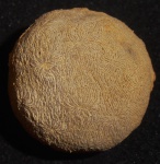 Siderastraea irregularis