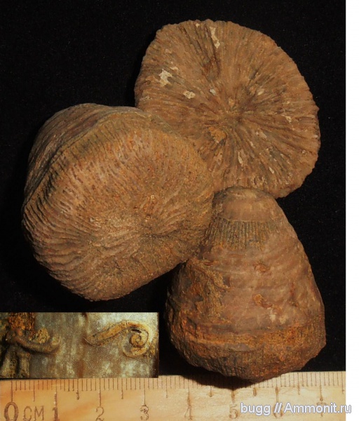 кораллы, берриас, Montlivaltia, Scleractinia, Куйбышево, Berriasian