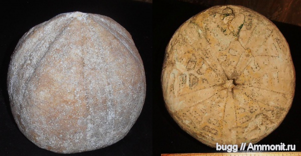 морские ежи, палеоген, Conoclypus conoideus, Белогорский район