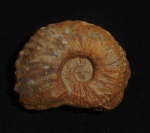 Neocosmoceras