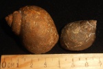 Ampullospira incerta