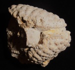 Daira speciosa