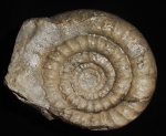 ARNIOCERAS