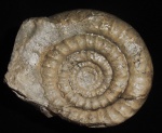 ARNIOCERAS