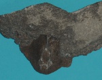 Stensiopelta pustulata