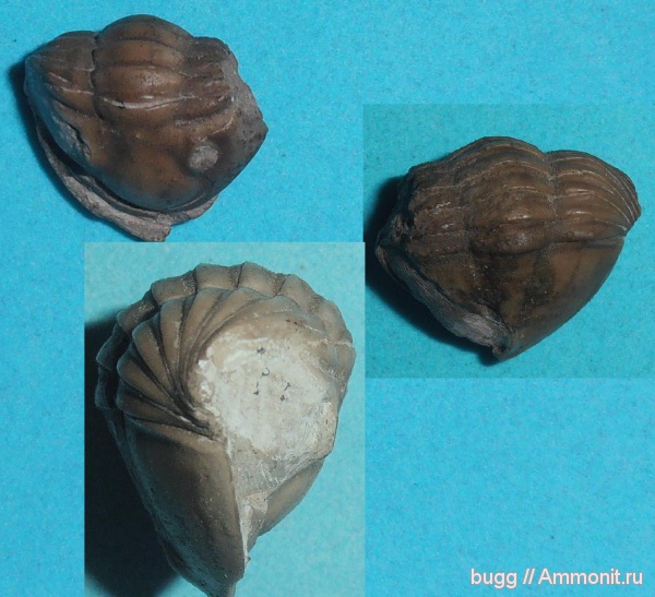 трилобиты, ордовик, Asaphus, Ленинградская область, Ordovician