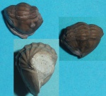 Asaphus sp.